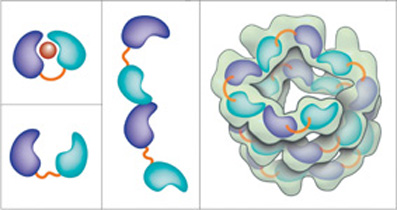 תיאור סכמטי המציג את הצורות השונות של החלבון VirE2. שתי ה"חביות" המרכיבות את החלבון נראות בתכלת ובסגול, והמקטע הגמיש המחבר אותן נראה בכתום. בנוכחות VirE1 (באדום, משמאל למעלה) ננעלים שני האזורים זה כנגד זה. ללא VirE1 (משמאל למטה) שני האזורים חופשיים לנוע, והחלבון יוצר שרשרות ארוכות (במרכז). בנוכחות די-אן-אי מתארגנות השרשרות בצורת סליל חלול (מימין)